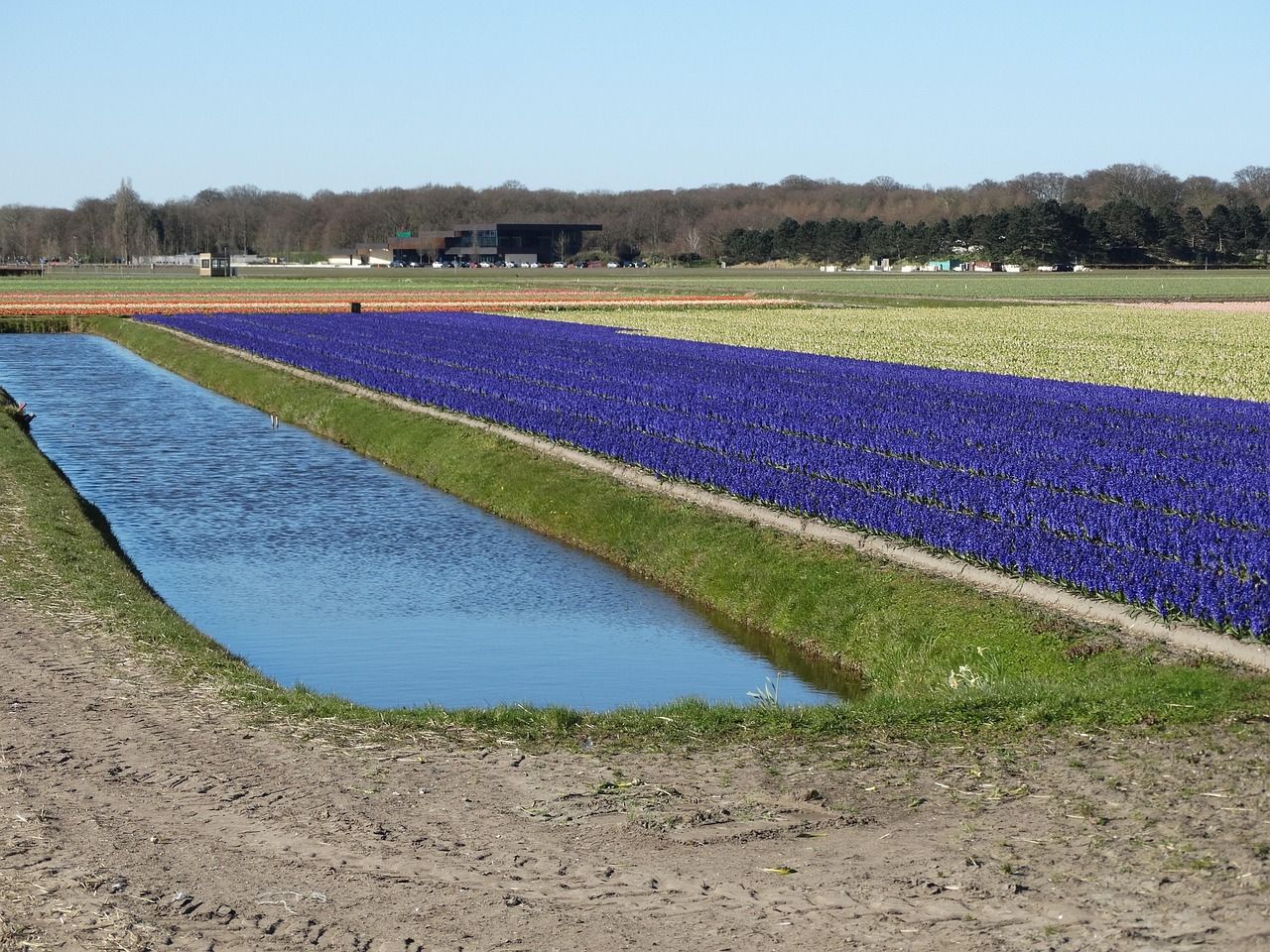 Netherlands Bollenstreek