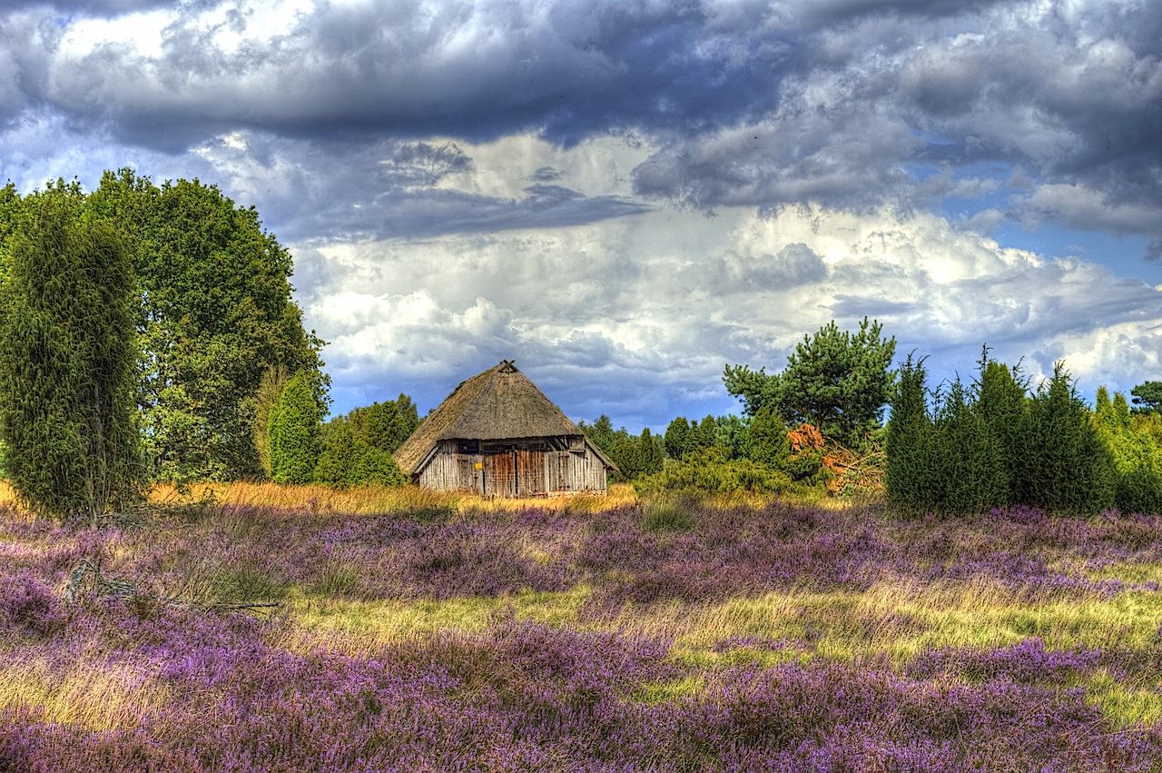 Deutschland Lueneburger Heide 2
