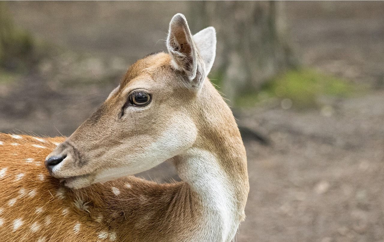 Deutschland Sachsen Anhalt Familienfreundlich
